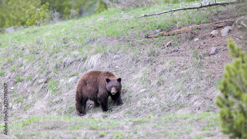 American Black Bear (Ursus americanus) cinnamon phase walking on grassy hillside in Yellowstone National Park, Wyoming