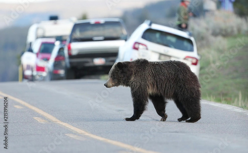 Grizzly Bear Crossing Road in Yellowstone National Park with Stopped Traffic and Wildlife Watchers in Background
