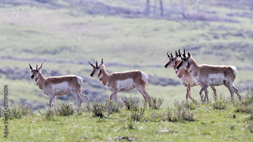 Pronghorn Antelope Herd Walking Across Spring Grassland in Yellowstone National Park, Wyoming