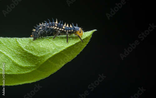 Predatory ladybug larva moving on green leaf