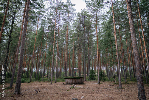 disc golf basket in the forest
