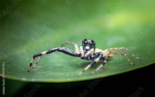 Jumping spider watching with big black eyes