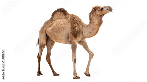 Photography Wild elegant dromedary camel standing walking profile safari mammal animal isola