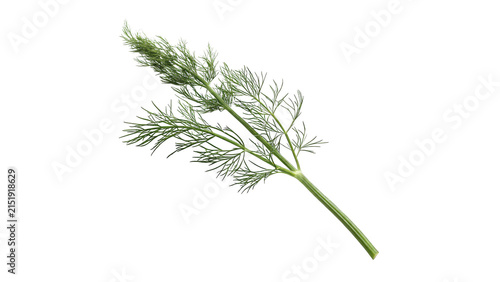 Canvas Print Fresh green dill sprig aromatic culinary herb cooking spice ingredient isolated