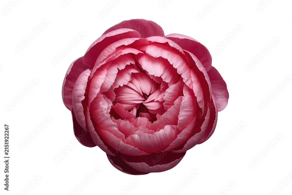 Obraz premium Deep pink peony flower top view isolated on transparent background