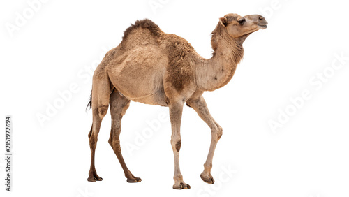 Photography Wild elegant dromedary camel standing walking profile safari mammal animal isola