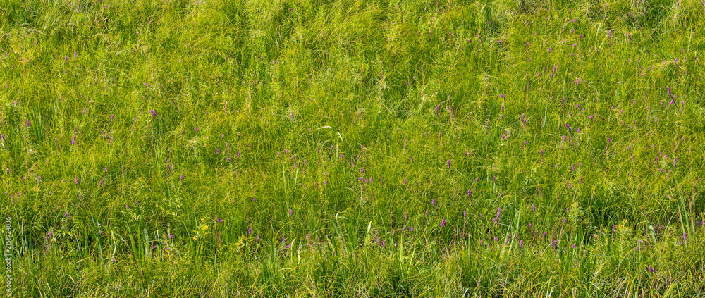 Obraz premium Green grass field with small purple wildflowers surface texture top view