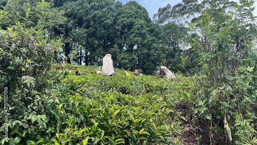 pekoe trail, Sri Lanka, nuwara elyia, tea plantation , tea tea harvest, tea plucking man and woman
