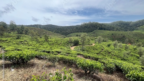 pekoe trail, Sri Lanka, nuwara elyia, tea plantation