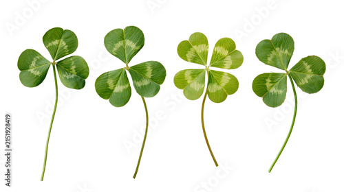 Quadro su tela Four leaf clover and three leaf clover plants