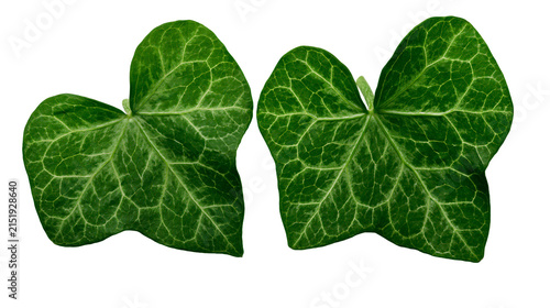 Canvas Print Two green ivy leaves with prominent veins