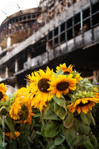 Sunflowers in Front of a Destroyed Shopping Center in Kyiv After Russian Attack