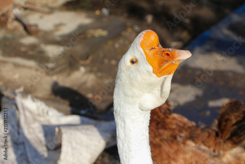 Obraz na plátne A single white domestic goose looking down or pecking at the grassy ground on a