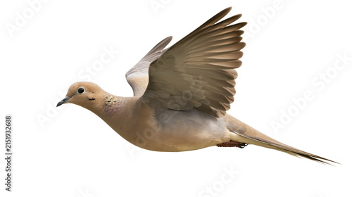 Mourning Dove in flight with wings spread
