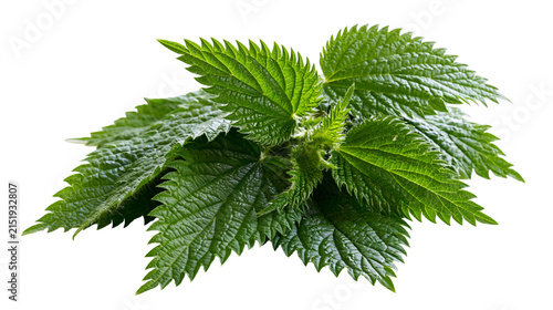 Green stinging nettle leaves with serrated edges