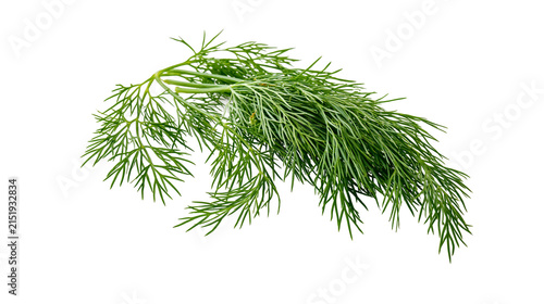 Foto Fresh green dill herb sprigs with feathery leaves