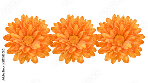 Three orange chrysanthemums with detailed petals