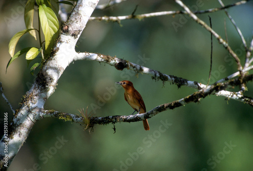 cinnamon becard, Pachyramphus cinnamomeus, perched on a lichen-covered tree branch