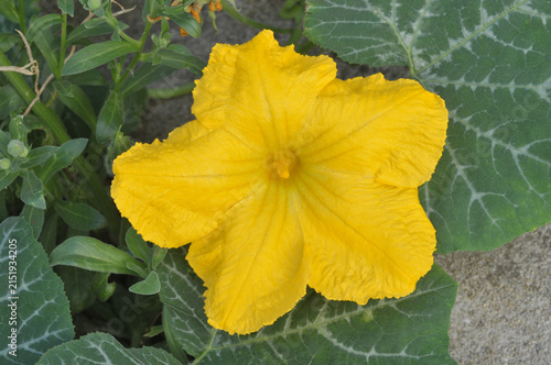 Quadro su tela Fleur de courgette en gros plan dans un jardin en été