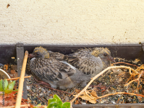 Konstfotografi Three young rock pigeon chicks resting together in a makeshift nest inside a bal
