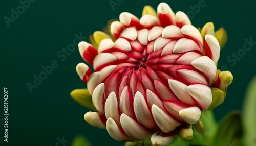 Closeup Of Red And Cream Flower Buds On Dark Green Background