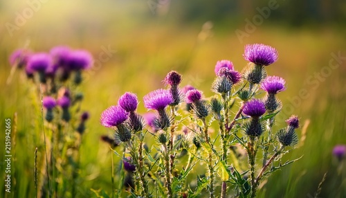 Purple Thistle Flowers Blooming In A Natural Summer Meadow With Green Blurred Background Wild Flowering Plant Photographed In Daylight With Selective Focus And Vibrant Colors
