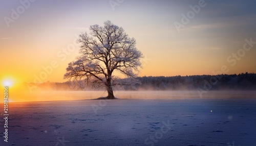A Solitary Frosted Tree Stands Sentinel On The Edge Of A Misty Lake At Sunrise Its Branches Reaching Towards The Golden Sky