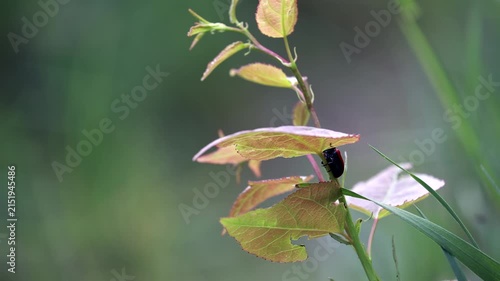 Close up of bright red insect moving across damaged green plant leaves