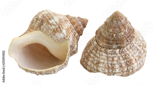 Obraz na plátně Two textured spiral seashells, one open showing interior