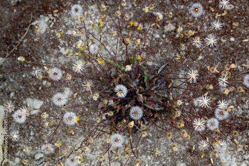 Konstfotografi Overhead view of a blooming crepis plant, covered in numerous fluffy white seed heads and small yellow flowers on slender reddish stalks, growing on dry cracked earth