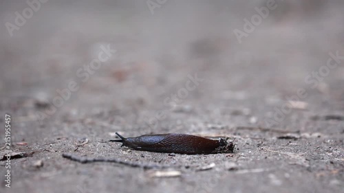 Close up of dark brown slug resting on dry dirt path with extended tentacles