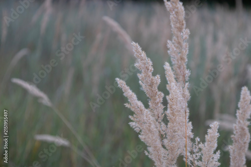 Close up of dry fluffy wild grass spikes swaying in a meadow during a quiet evening. Beautiful soft focus background highlighting natural textures of autumn plants and tranquil rural countryside scene