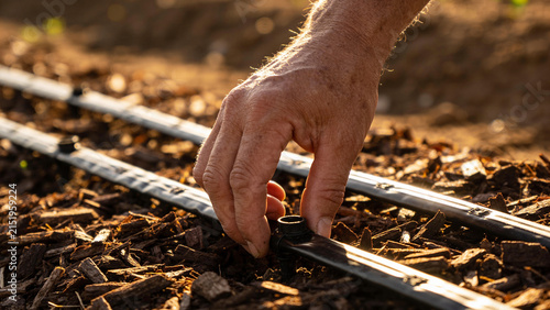 Hand adjusts drip irrigation system for water-efficient agriculture in a field