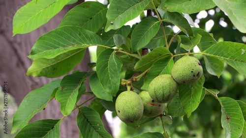 Green walnuts on branch waving in wind cinematic
