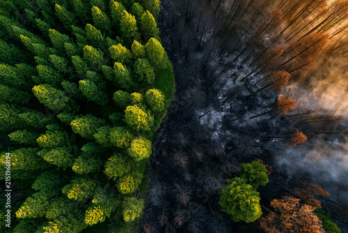 Vue aérienne en plein jour montrant la lisière d'une forêt. Une ligne nette sépare les pins d'un vert luxuriant d'une zone entièrement brûlée et carbonisée par un incendie
