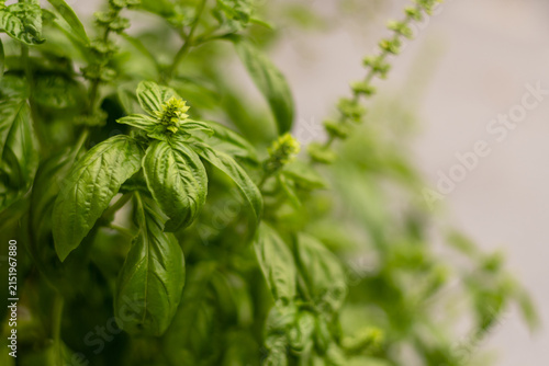 Frisches Basilikum im Kräutergarten – Aromatische Kräuterpflanze
