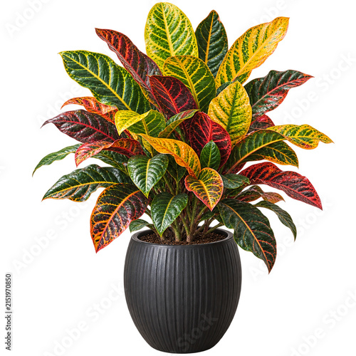 Colorful Croton plant with vibrant green, yellow, orange, and red variegated leaves in a dark decorative pot isolated on transparent background