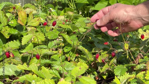 Hand Picking Wild Strawberries in Garden, Slow Motion