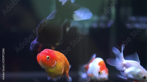 Lionhead goldfish swimming in an aquarium could be used in an advertisement for a pet fish shop.