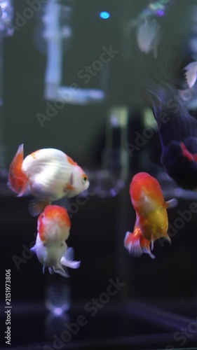 Lionhead goldfish swimming in an aquarium could be used in an advertisement for a pet fish shop.