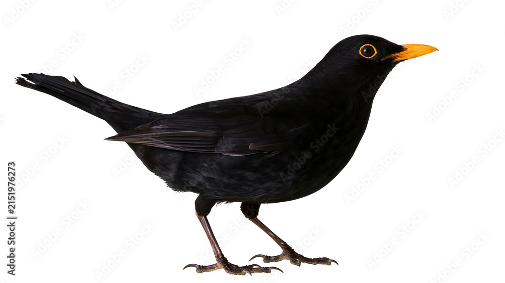 Obraz premium Blackbird with orange eye and beak standing