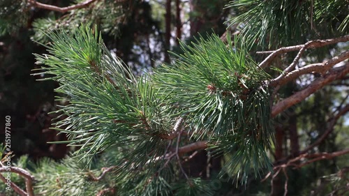 Fresh green pine tree branch needles shining in sunlight