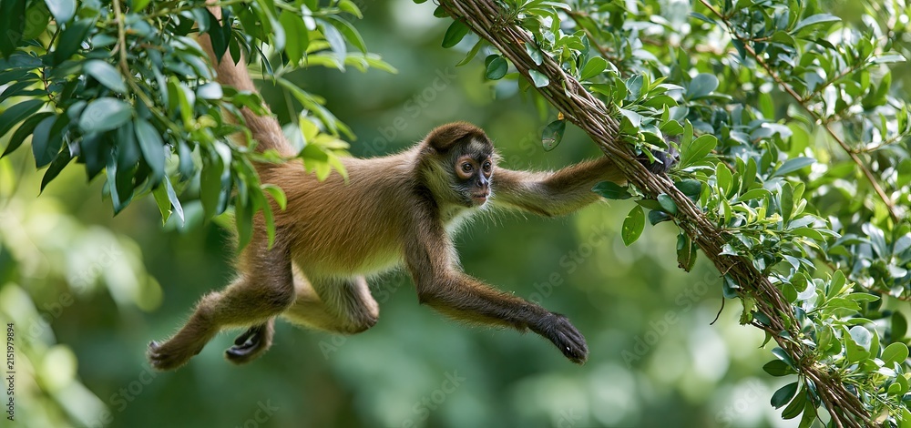 Obraz premium Spider monkey leaping through dense tropical foliage with energetic movement in a vibrant jungle setting.