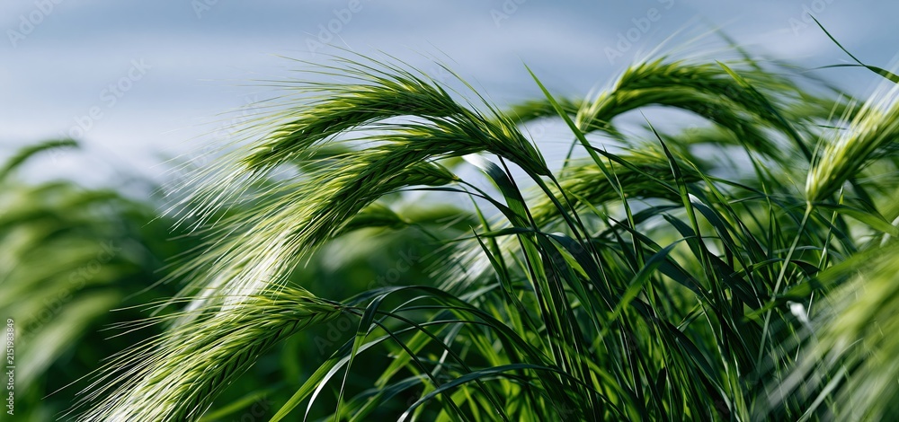 Fototapeta premium In a sunlit field, vibrant barley plants gently move against a clear blue sky, symbolizing thriving agriculture.