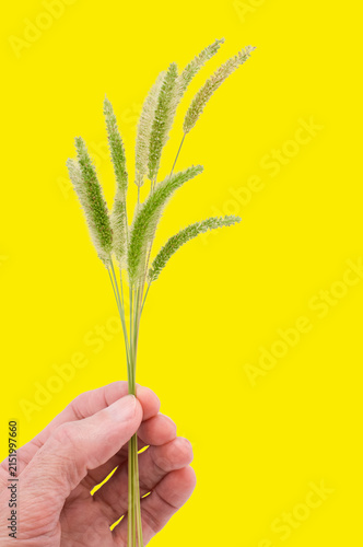 Bild auf Leinwand Mano che regge steli di Pabbio, graminacea annuale infestante , immagine su sfon