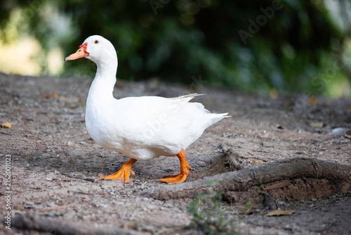 Pato blanco en el parque