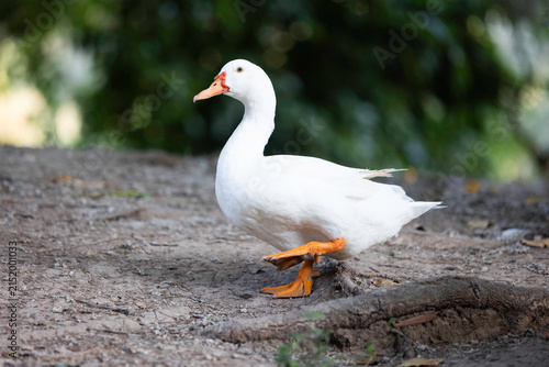 Pato blanco en el parque