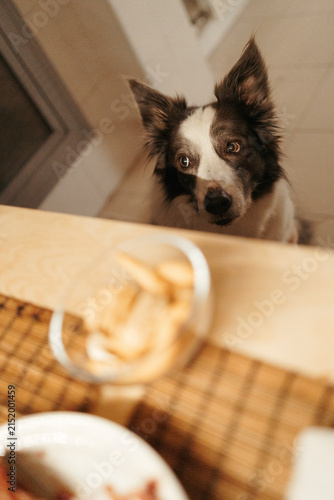 A hungry border collie looks at food on a kitchen table