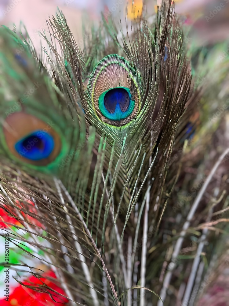 Fototapeta premium Vibrant peacock feathers arranged in a soft focus with blurred colorful background ideal for decorative themes and elegance
