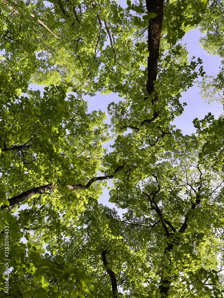 Fototapeta premium green leaves on a tree view up
